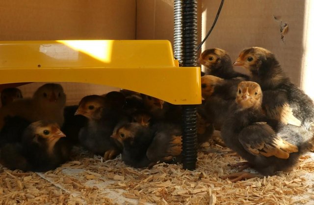 Preview of the first image of LF Vorwerk Pure Breed Chicks.