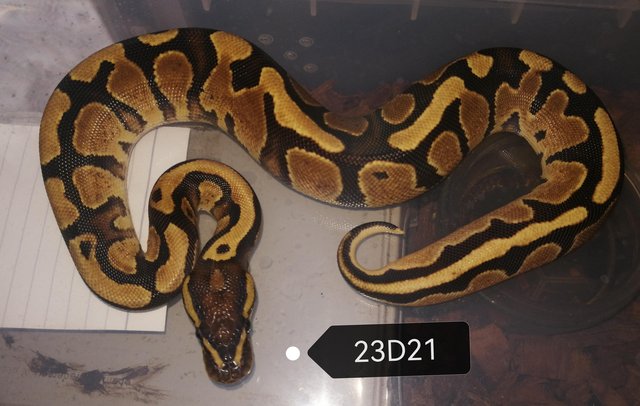 Preview of the first image of Royal Pythons, sale to make space.