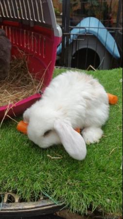 Image 8 of Giant French Lop babies - fully vaccinated 3 in 1