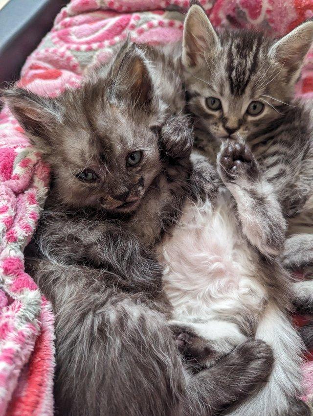 Preview of the first image of Maine Coon x Devon Rex Kittens.