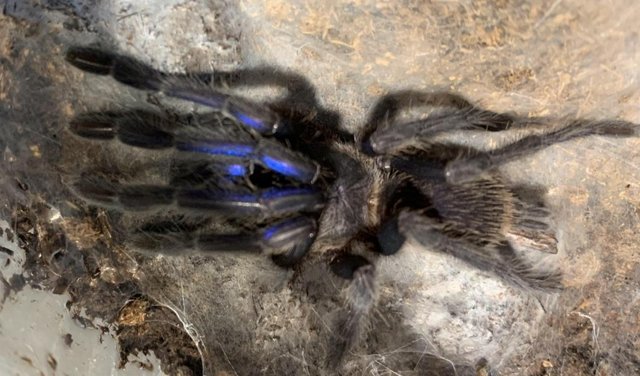 Preview of the first image of Tarantula for sale in northampton.
