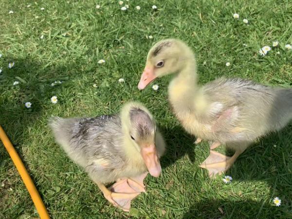Image 1 of Last Two Embden Goslings for sale
