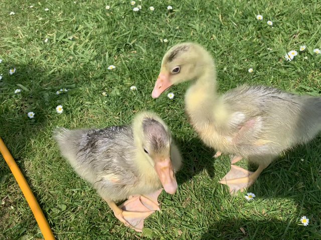 Preview of the first image of Last Two Embden Goslings for sale.