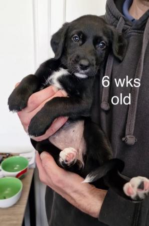 Image 13 of Black Lab x Collie-Lurcher Puppies, READY NOW