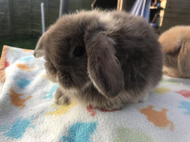 Preview of the first image of Wanted mini lop buck . Good home waiting..