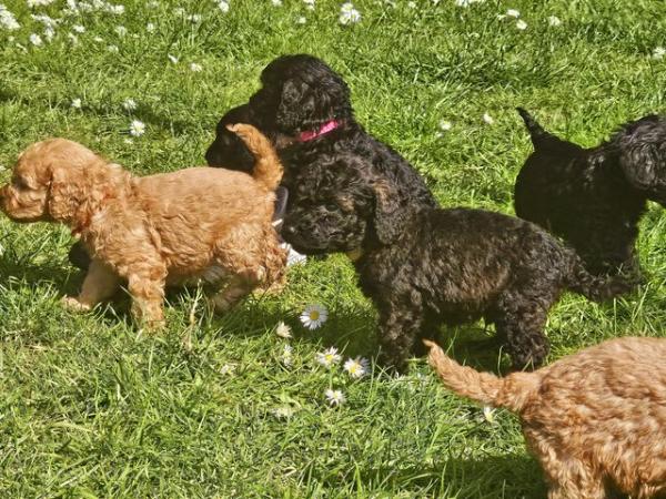 Image 11 of Exceptional quality litter of cockapoo puppies