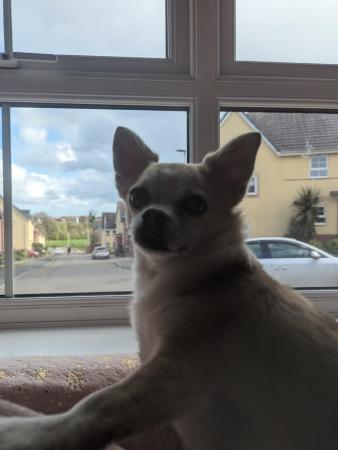 Image 4 of 4 year old male Chihuahua looking for forever home