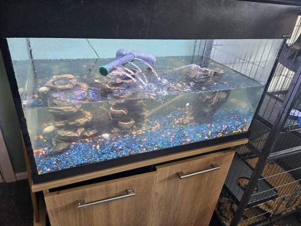 Image 4 of Two Musk turtles and full set up