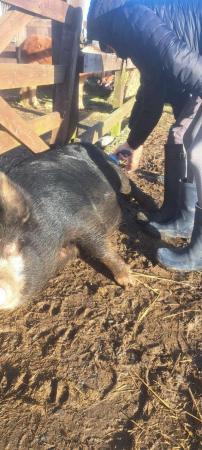 Image 1 of Cinomon 1 year old kune kune sows looking for new home