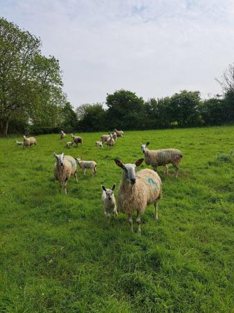 Image 2 of Blue faced leicester ewes with lambs at foot