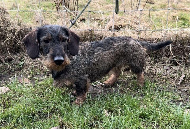 Image 2 of Working Teckel - Wirehaired Dachshund Puppies