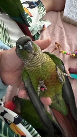 Image 11 of Hand reared conures Various different mutations