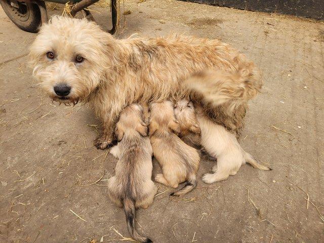 Preview of the first image of Glen of imaal terrier puppies.