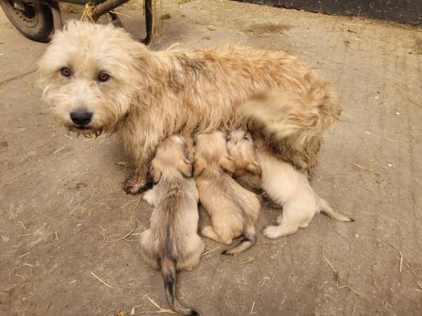 Image 1 of Glen of imaal terrier puppies