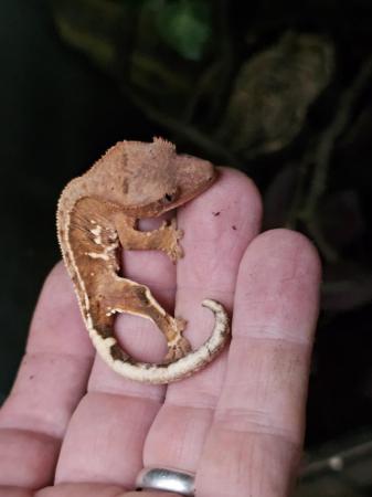 Image 6 of Crested geckos ready for there new homes.