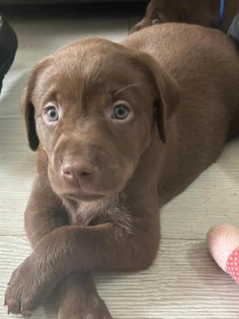 Image 5 of KC registered Health Tested Chocolate Labradors Puppies