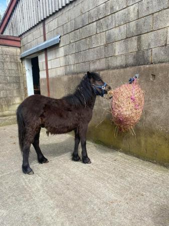 Image 36 of Cute Rescue Ponies, Youngsters Future Lead Reins, Companions