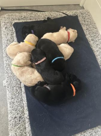 Image 4 of Beautiful Labrador pups for sale