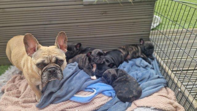 Image 7 of Champion sire kc healthy  French bulldog puppies