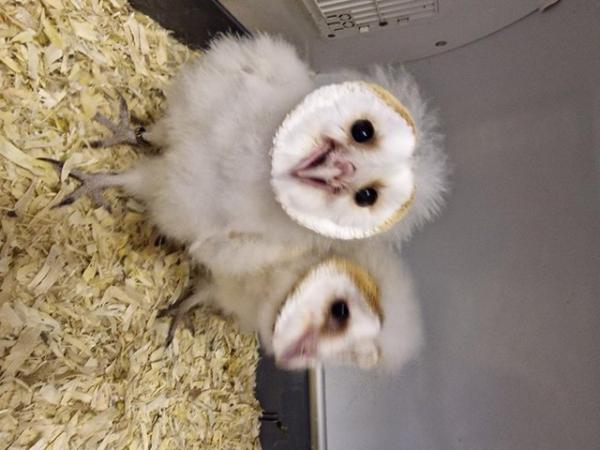 Image 2 of Hand reared Barn Owls for sale