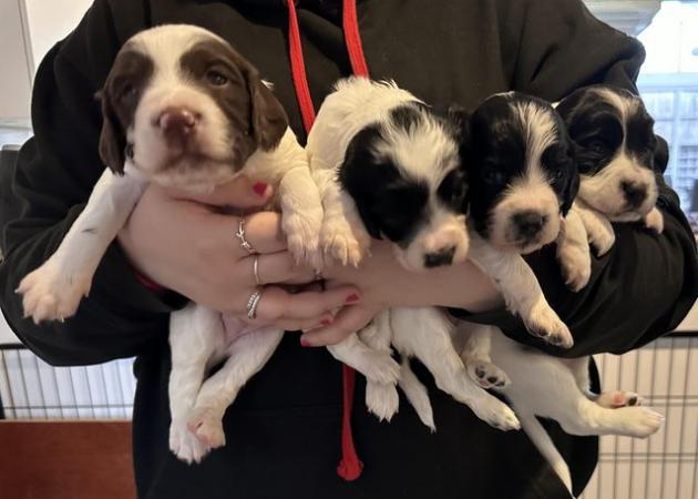 Image 1 of Beautiful KC Registered English Springer Spaniel Puppies