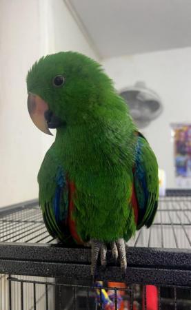 Image 1 of 5 Month Old Baby Eclectus Parrot