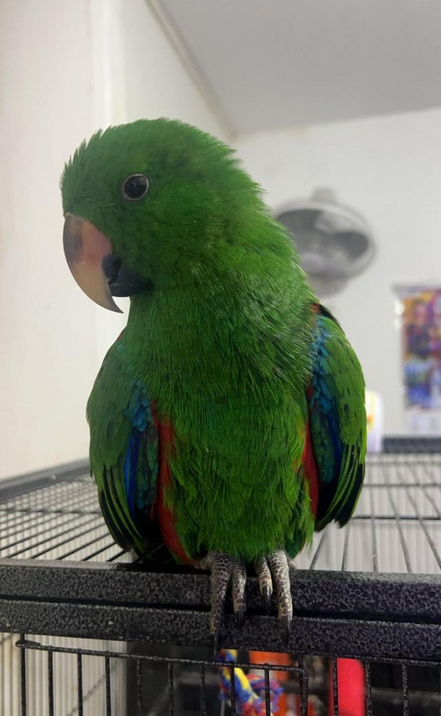 Preview of the first image of 5 Month Old Baby Eclectus Parrot.