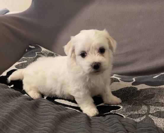 Image 3 of Gorgeous Maltese Puppies Looking For Their Forever Homes