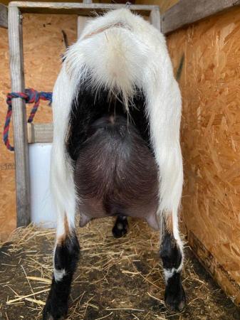 Image 4 of BDDGS Registered Dwarf Dairy Goats - Kids due April 2024