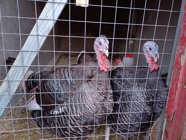 Preview of the first image of Double Breasted Turkey Hens Norfolk Bronze/Bourbon Red.