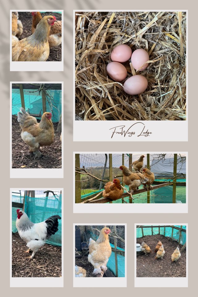 Preview of the first image of Brahma Chickens - Hatching eggs, Chicks, POL.
