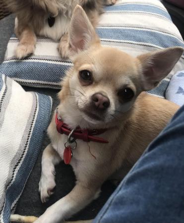 Image 1 of Chihuahua short haired  Stud wanted