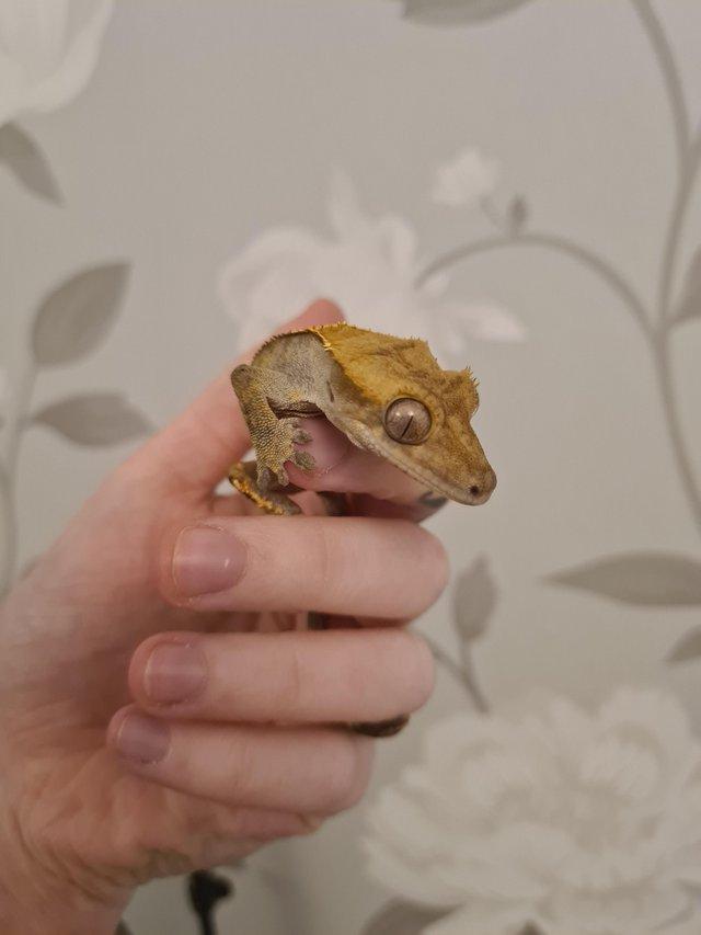 Preview of the first image of Extreme Harlequin Crested Gecko.