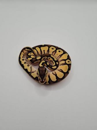 Image 1 of 2023 russo pastel pied clutch