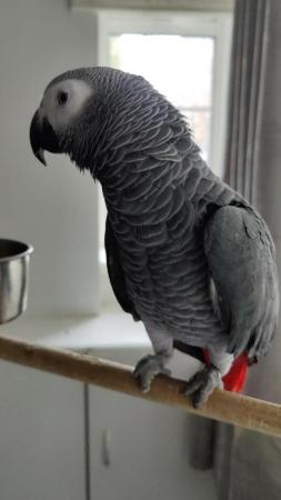 Image 6 of African Gray Parrot, ( Male ),Name (KoKo)