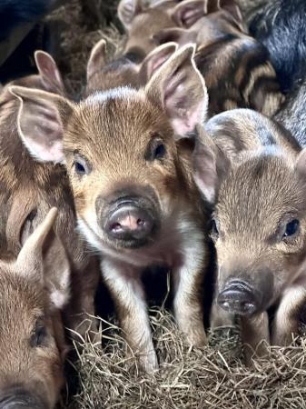 Image 2 of Wild boar piglets for sale, Gilts and Boars