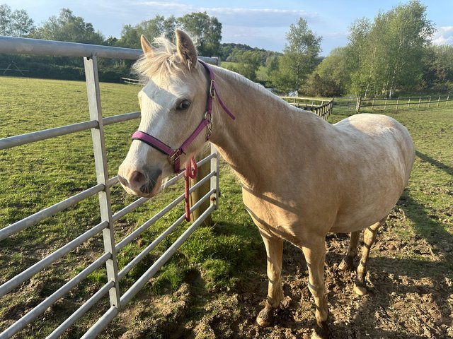 Preview of the first image of 12.2hh stunning reg 4 yr old Palomino sec b..