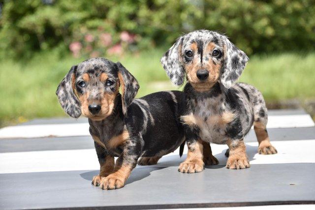 Image 1 of They're ready to leave - Outstanding dachshund litter