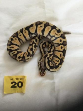 Image 7 of Male Super Pastel baby royal python