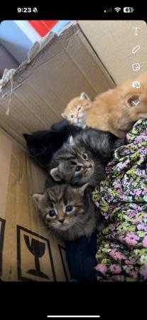 Image 2 of 6 week old Siberian - Turkish angora Kittens for sale