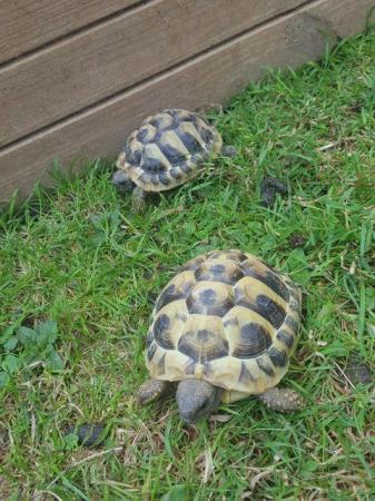 Image 5 of Hermanns Tortoises 2022 Hatched