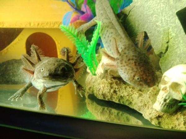 Image 6 of Axolotls £5 each x2 Wild Types. Coldwater