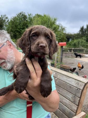 Image 1 of Sprocker Spaniel Puppies (NOW SOLD)