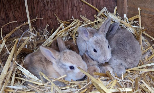 Image 6 of Bunnies looking for loving forever homes