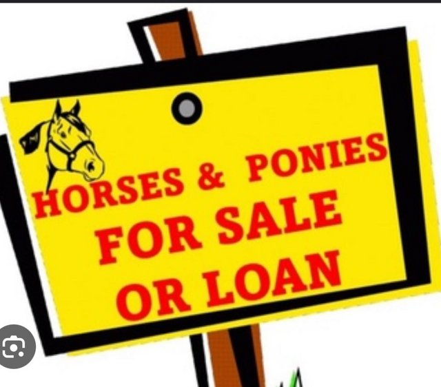 Preview of the first image of Wanting a part time loan horse 2 days a week.