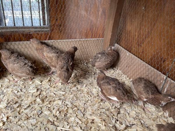 Image 6 of Celadon Coturnix quail hens POL