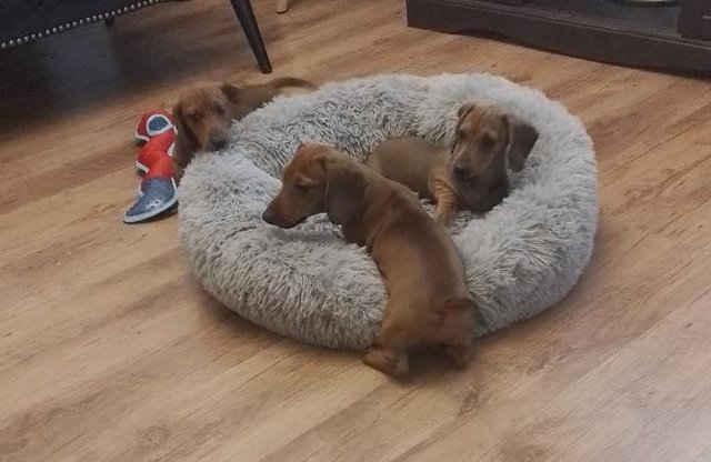 Preview of the first image of Kc registered smooth haired miniature dachshund puppies.