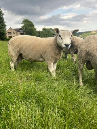 Image 1 of Texel shearling tup for sale