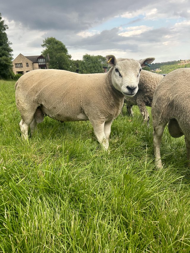 Preview of the first image of Texel shearling tup for sale.