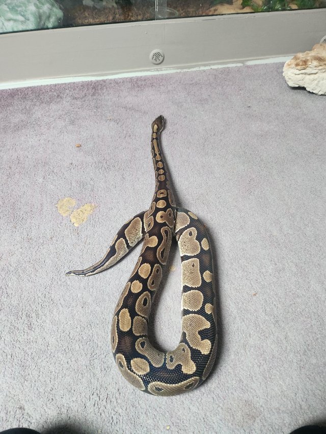 Preview of the first image of Female royal python (normal).